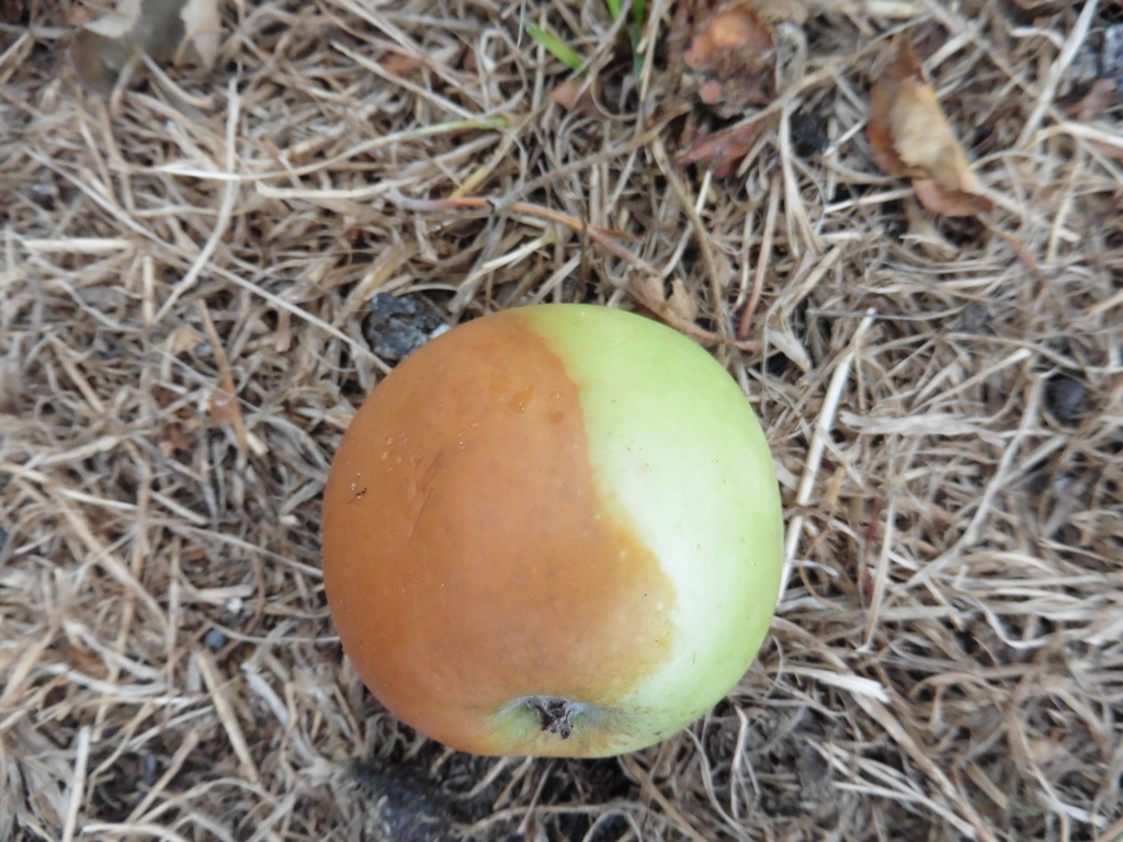 Zonnebrandschade; Appel Rode Jonathand; 28 juli 2018